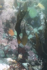 Laminaria setchellii