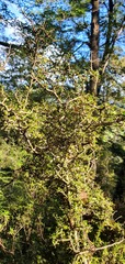 Pittosporum divaricatum