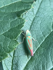 Graphocephala fennahi