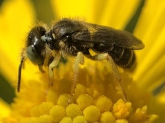 Calliopsis andreniformis