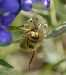 Misumena vatia
