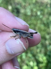 Dichromorpha viridis