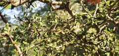 Pittosporum divaricatum