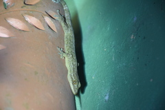 Thecadactylus rapicauda