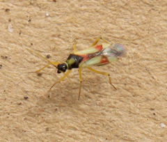 Tupiocoris californicus