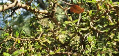 Pittosporum divaricatum