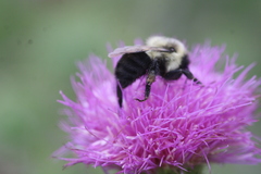 Bombus bimaculatus