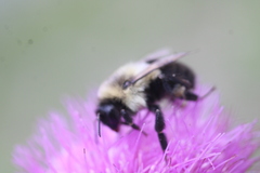 Bombus bimaculatus