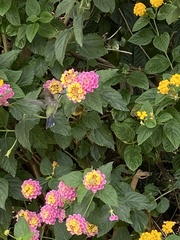 Cynanthus latirostris