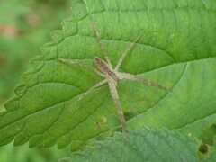 Pisaurina mira
