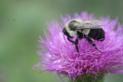 Bombus bimaculatus
