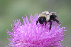 Bombus bimaculatus