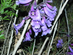 Jacaranda