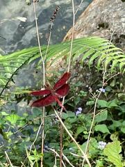 Neurothemis taiwanensis