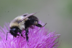 Bombus bimaculatus