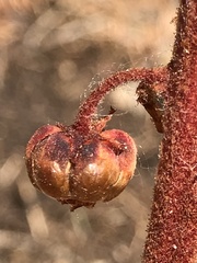 Pterospora andromedea
