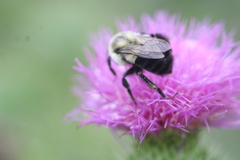 Bombus bimaculatus