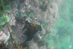 Laminaria setchellii