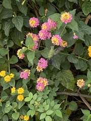 Cynanthus latirostris