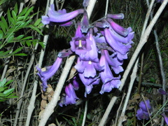 Jacaranda
