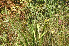 Iris pseudacorus