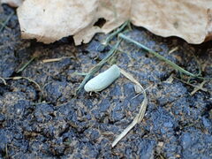 Flatormenis proxima