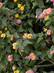 Cynanthus latirostris