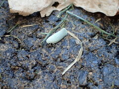 Flatormenis proxima
