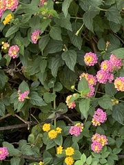 Cynanthus latirostris