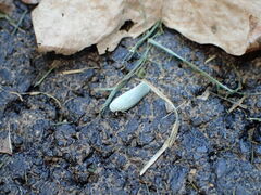Flatormenis proxima