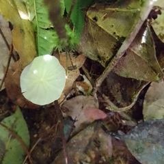 Leucocoprinus fragilissimus