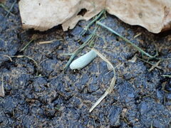 Flatormenis proxima