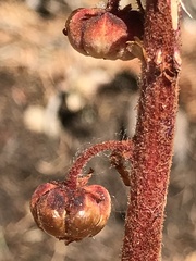 Pterospora andromedea