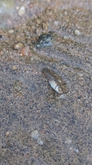 Poeciliinae