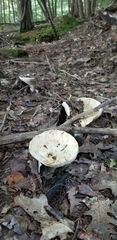 Basidiomycota