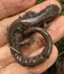 Pseudoeurycea tlilicxitl