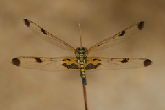 Celithemis elisa