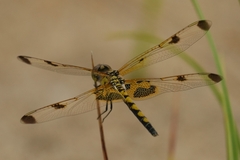 Celithemis elisa