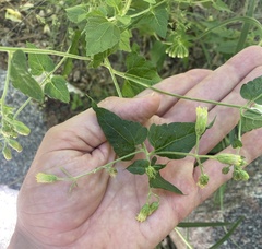 Brickellia grandiflora