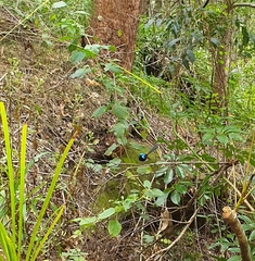 Malurus lamberti