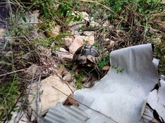 Testudo hermanni