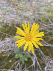 Chrysopsidinae