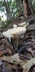 Basidiomycota