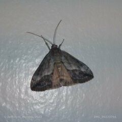 Evergestis subterminalis