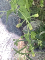 Brickellia grandiflora