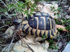 Testudo hermanni
