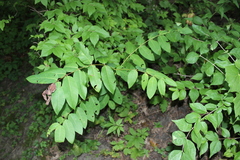 Apocynum androsaemifolium