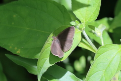 Hermeuptychia hermes
