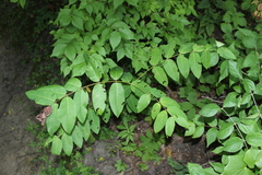 Apocynum androsaemifolium