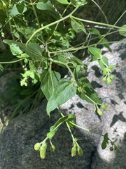 Brickellia grandiflora